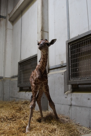 新・キリン物語 その1｜動物たちのおはなし｜公園だより｜到津の